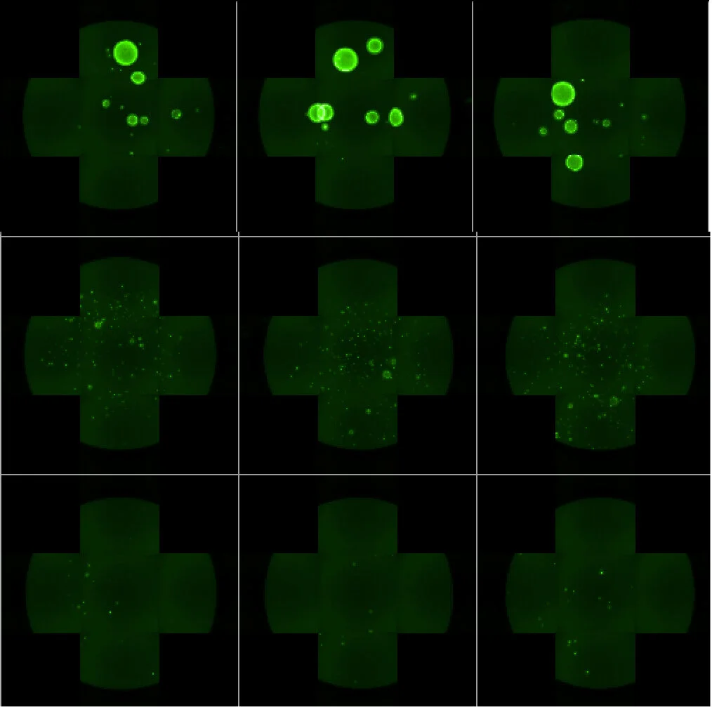 knockdown GFP+ organoids.jpg