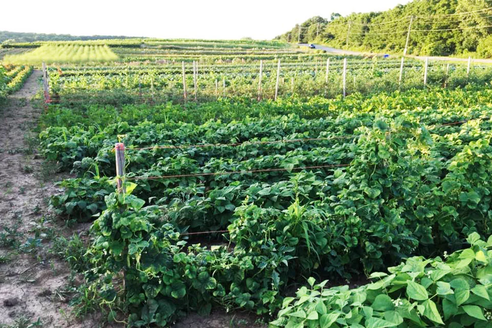 mouafarm-10.jpg