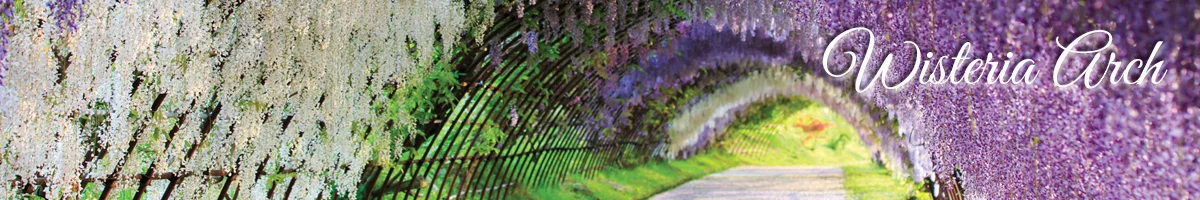 Wisteria Arch