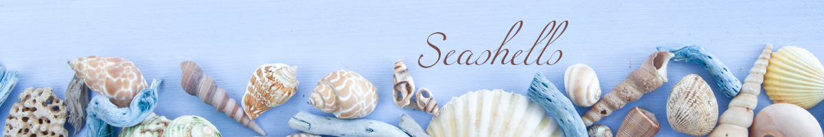 Seashells