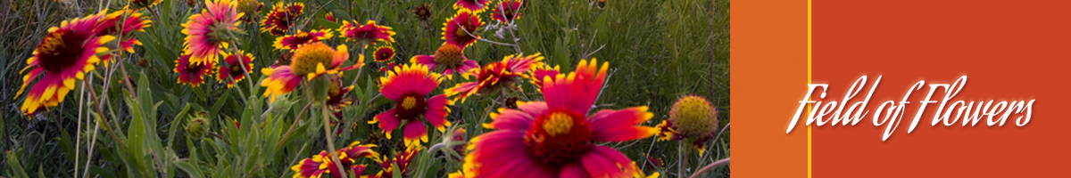 Field of Flowers