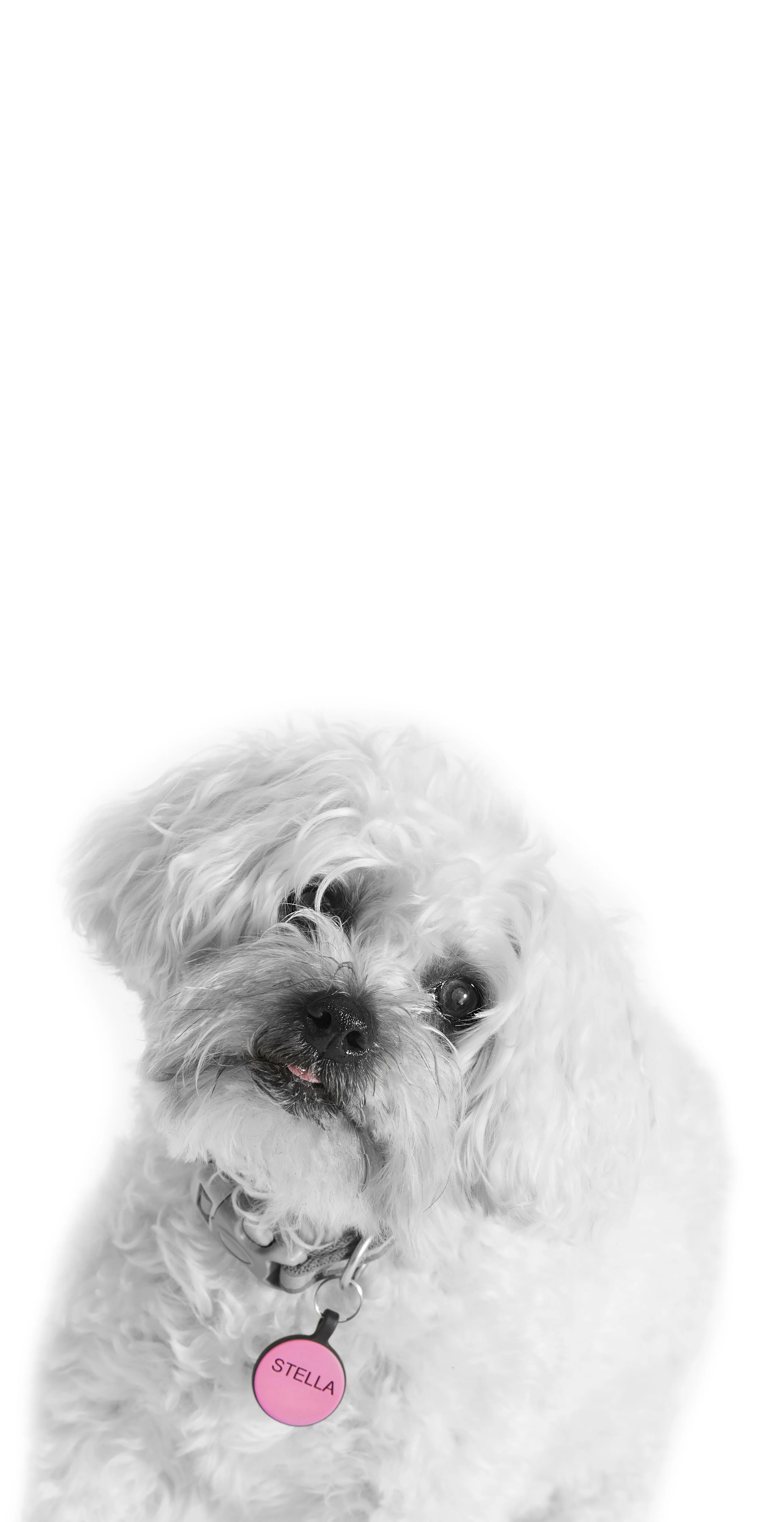 stella.jpg