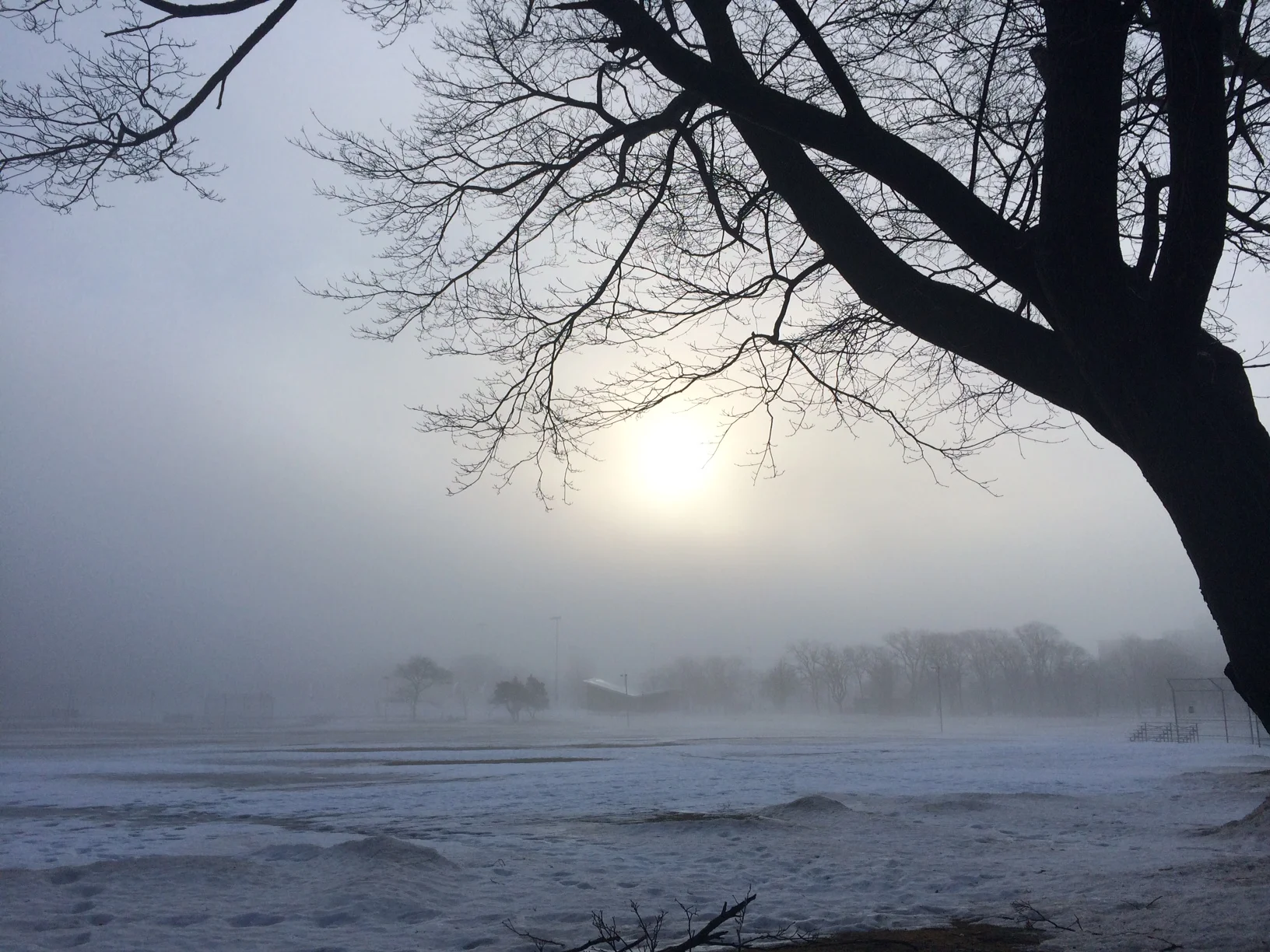 Snowy common pic.JPG