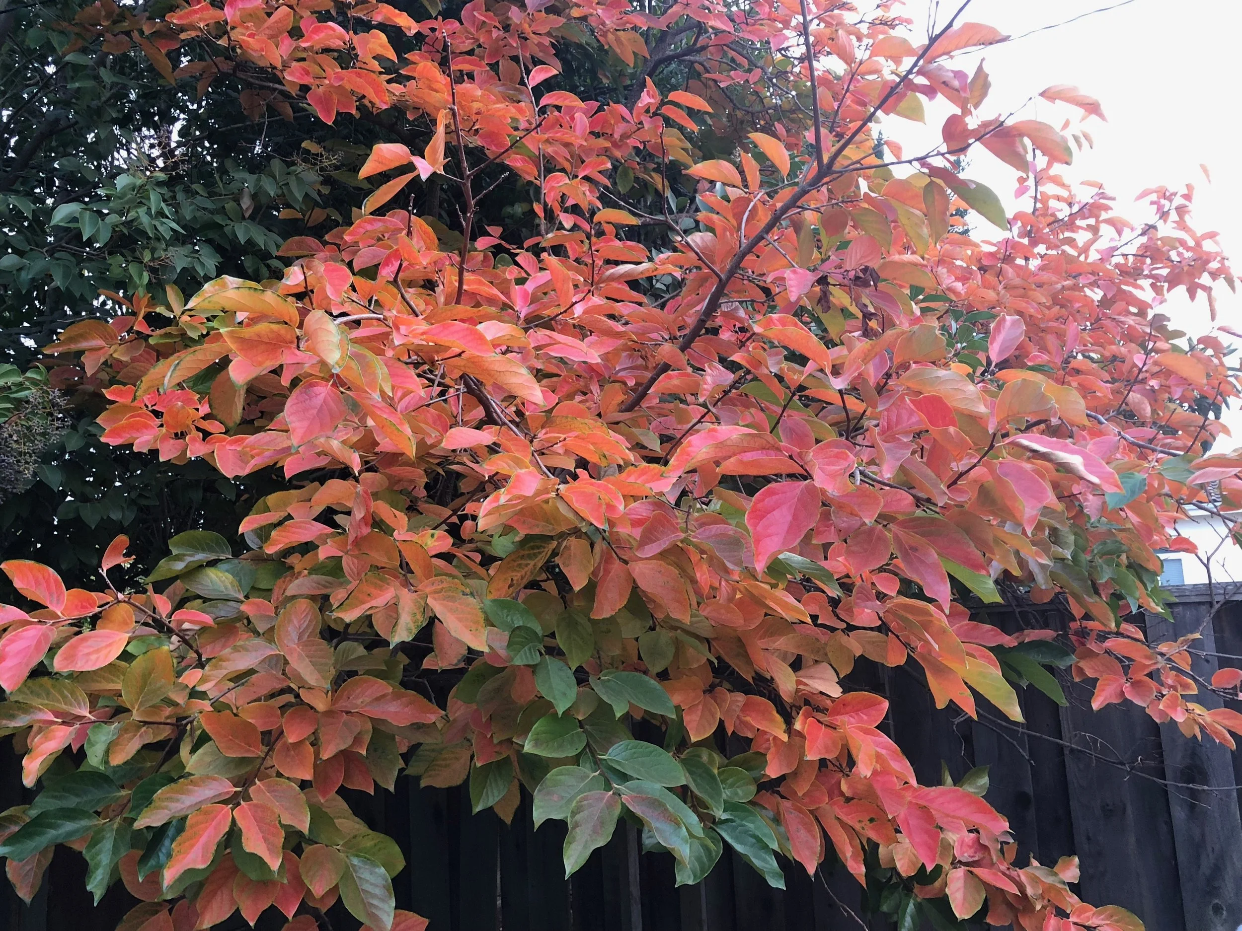 Eating with the Seasons: Fall Edition 