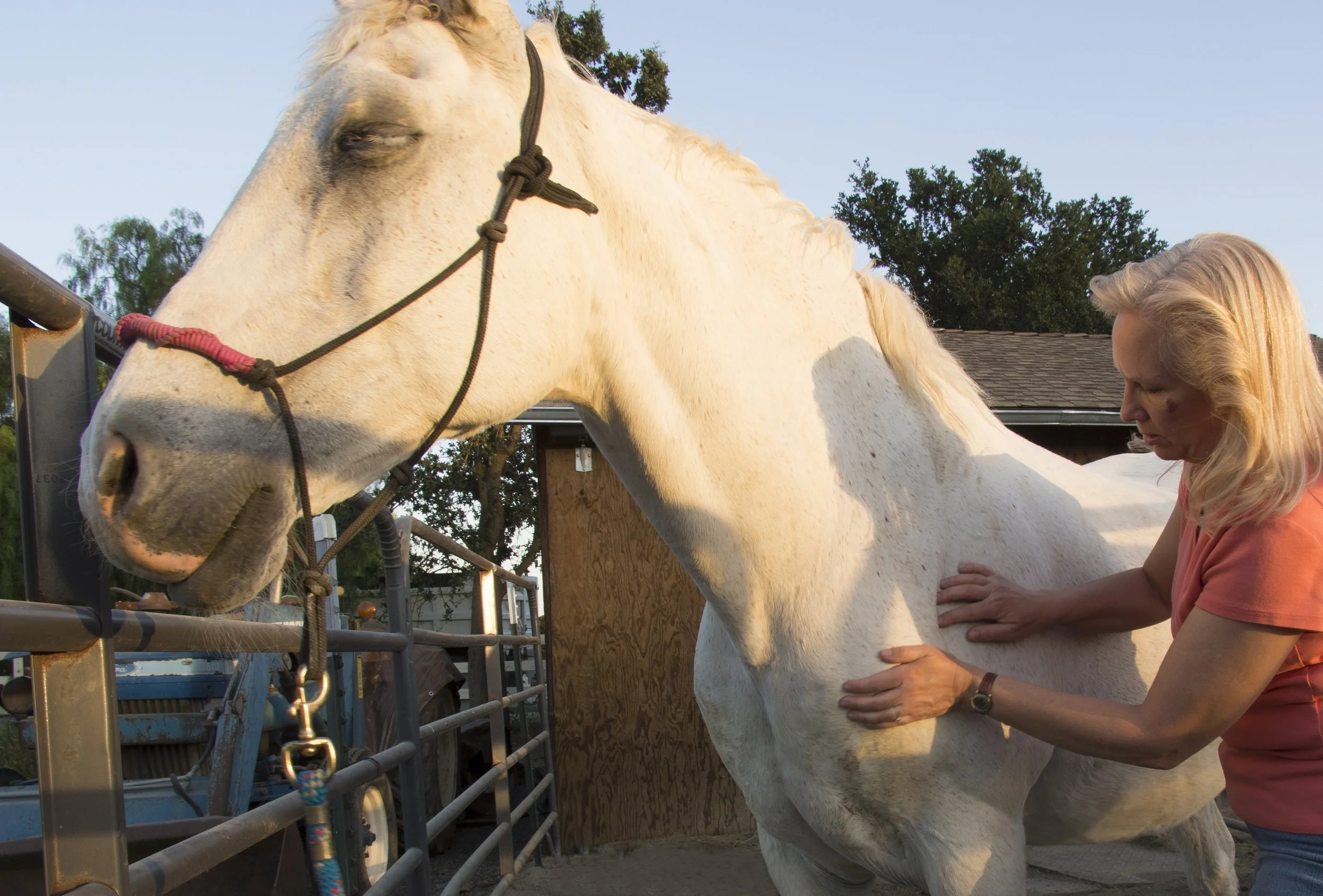 Dr. Tronica Horse Acupressure