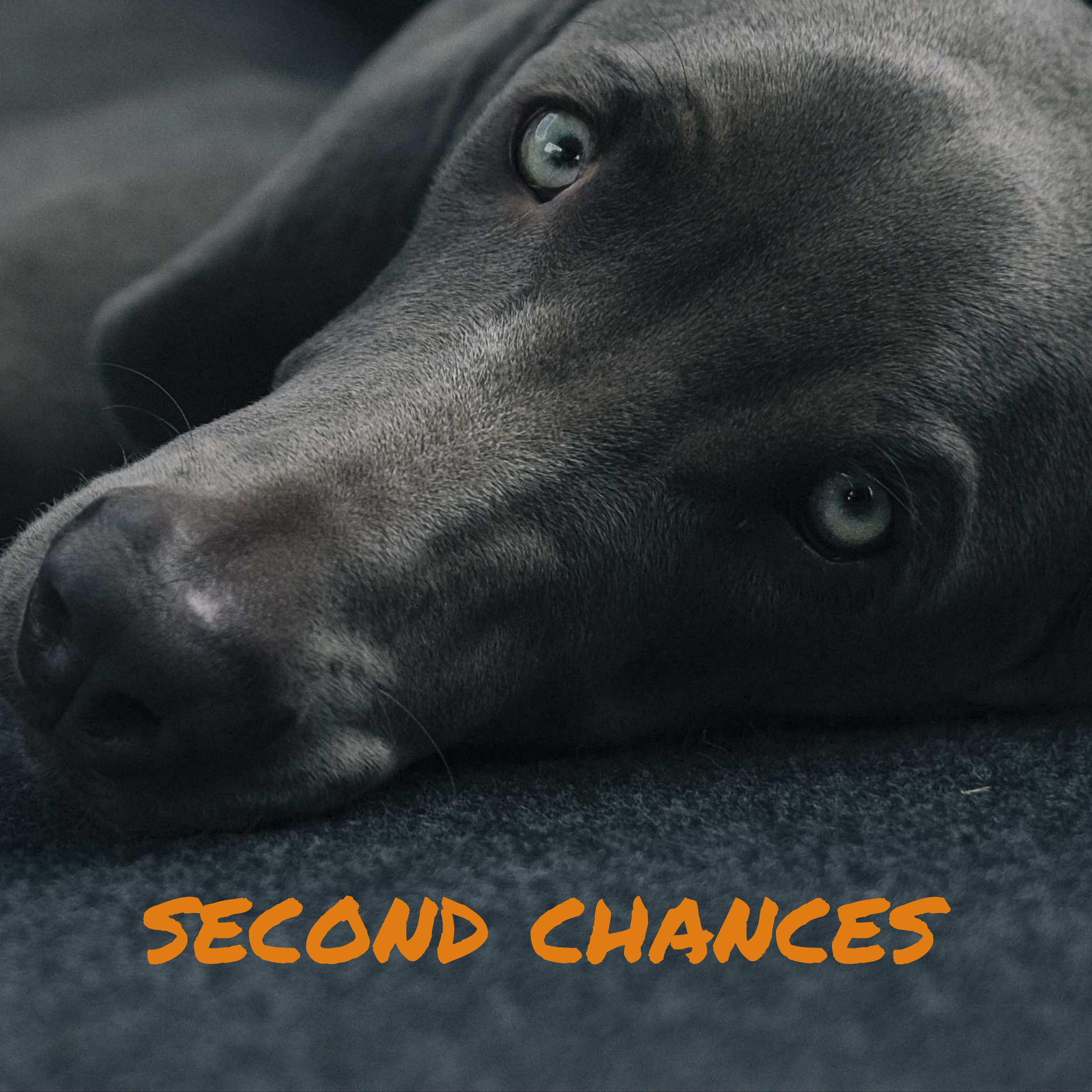 GIft Guide for Dog Lovers-instagram_post-2016-11-09-07-21-37.png