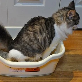 Weird Advice From the Internet