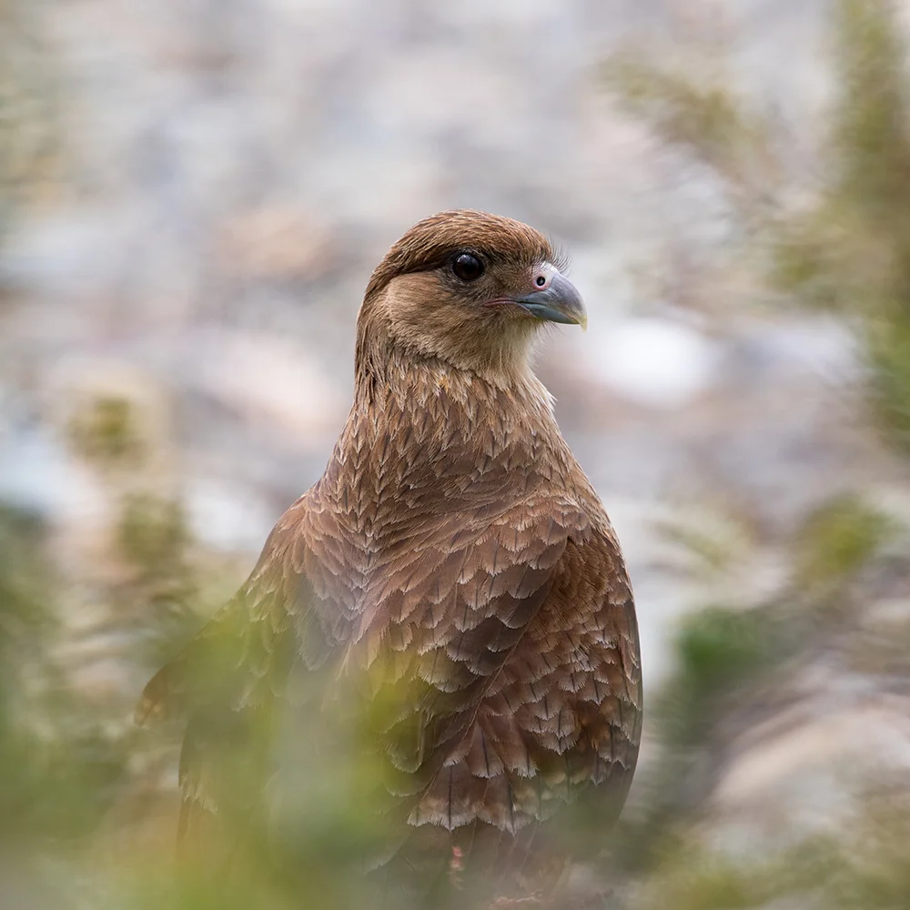 PatagoniaHawk_web.jpg
