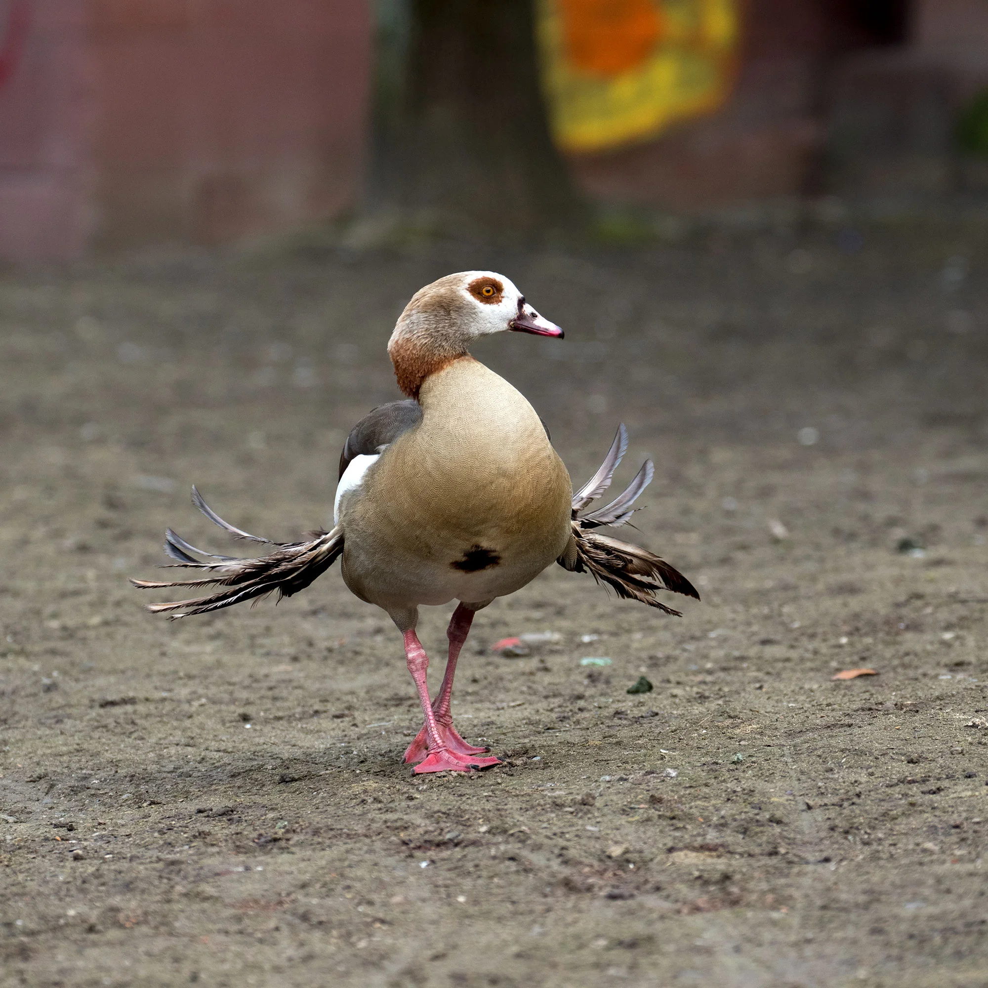 EgyptianGoose2.jpg