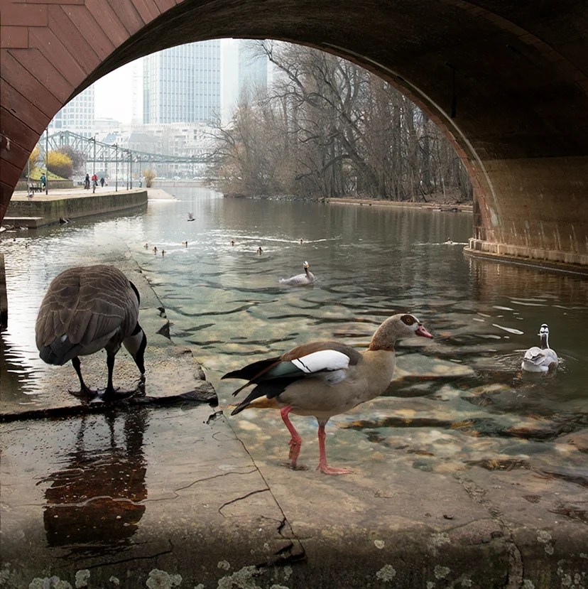 Geese_websquare.jpg
