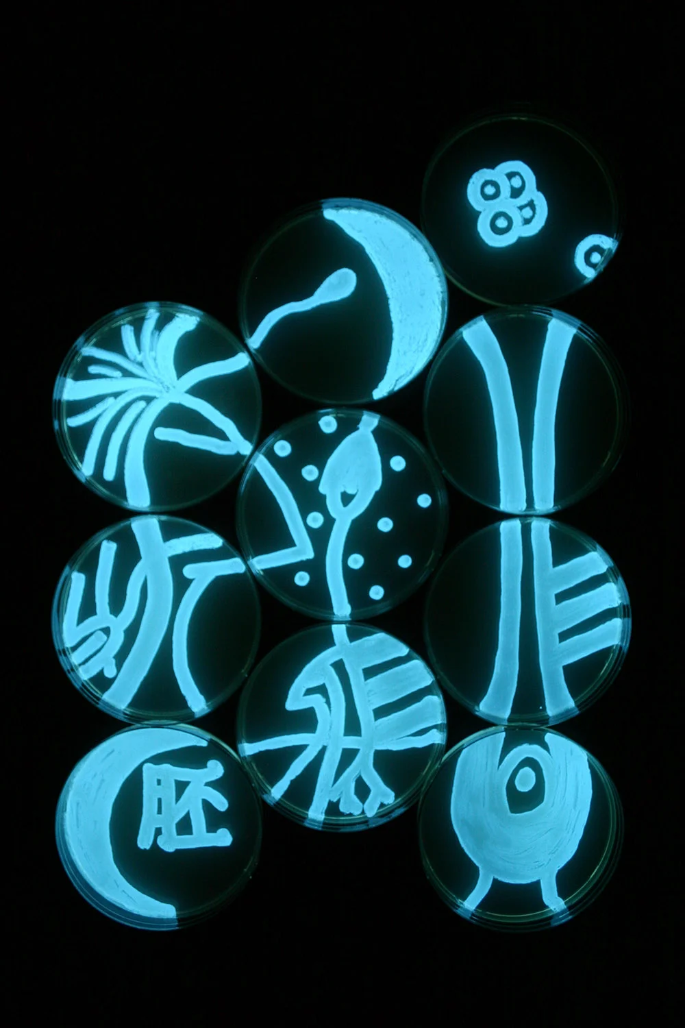 Plant Embryo: Stage 1