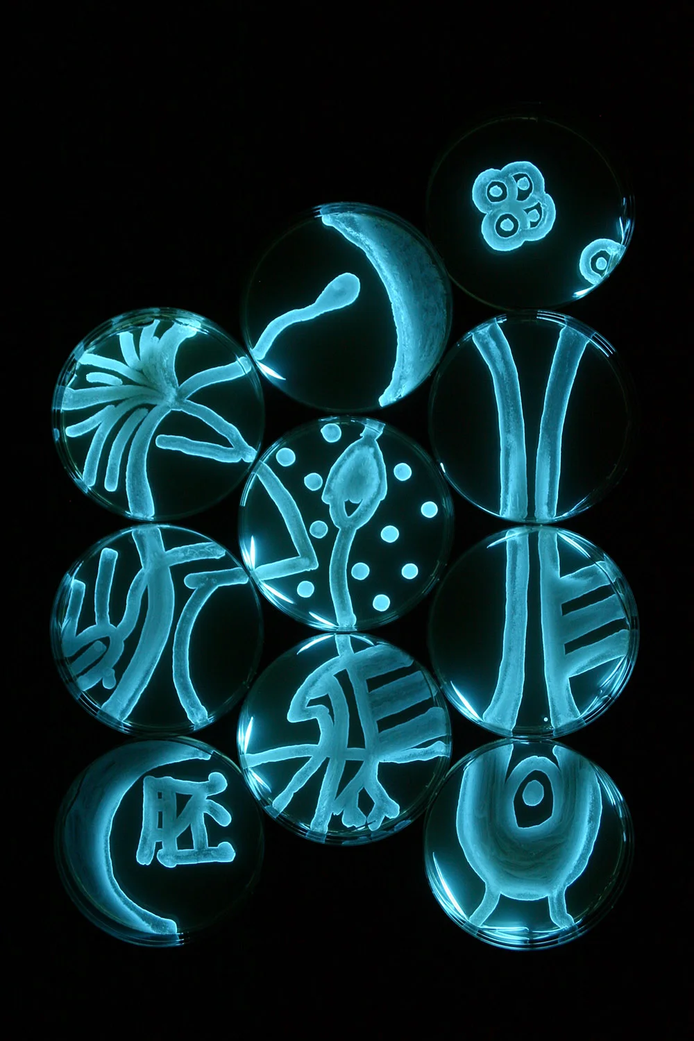 Plant Embryo: Stage 2