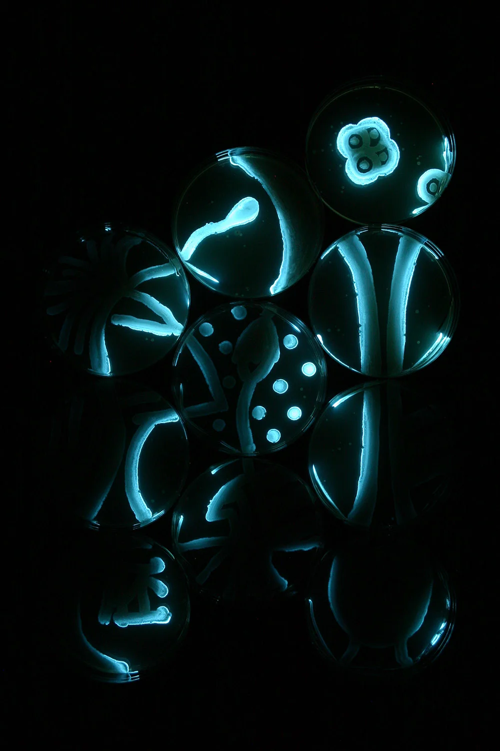 Plant Embryo: Stage 4