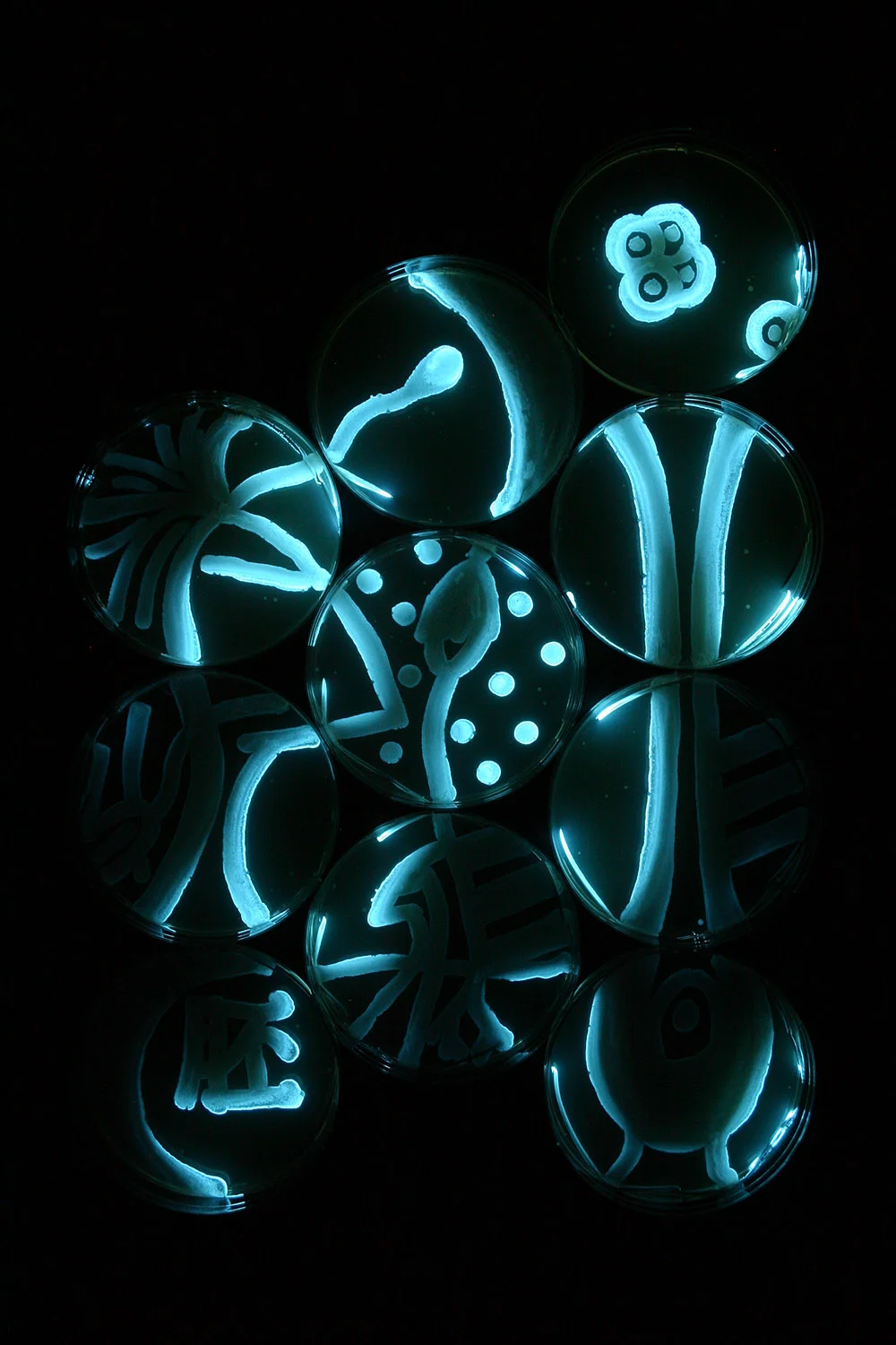 Plant Embryo: Stage 3