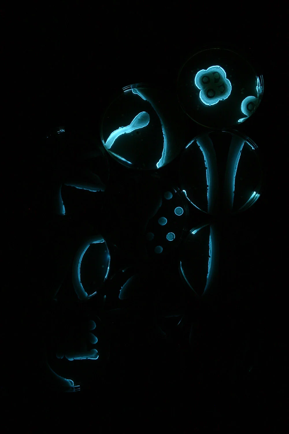 Plant Embryo: Stage 5