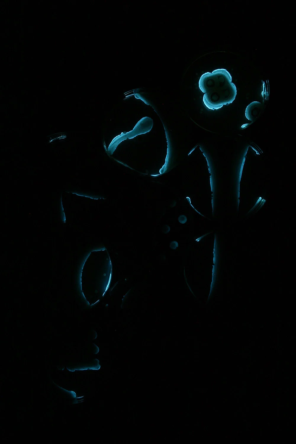 Plant Embryo: Stage 6