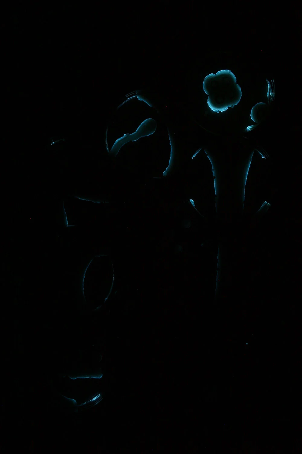 Plant Embryo: Stage 7