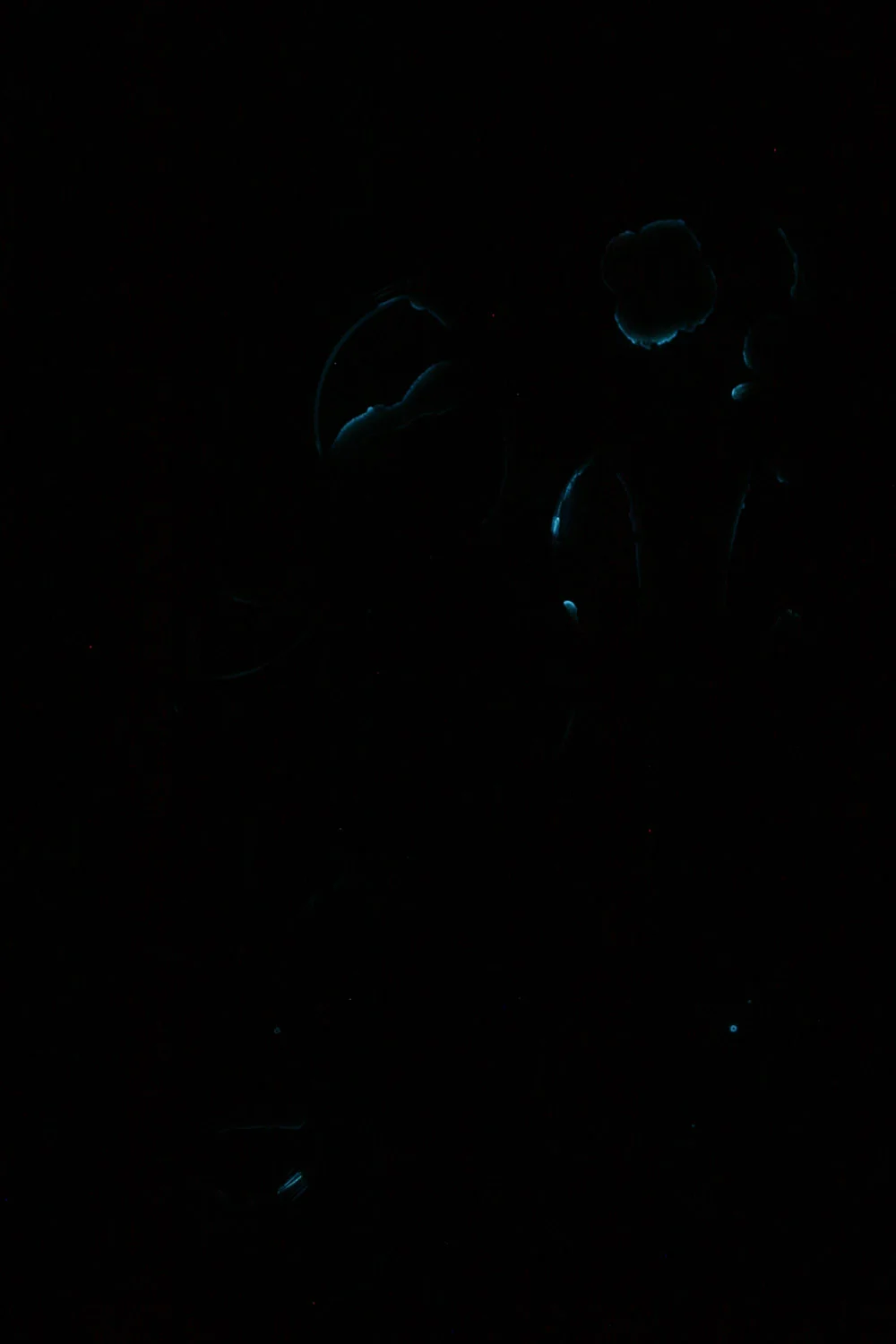 Plant Embryo: Stage 8