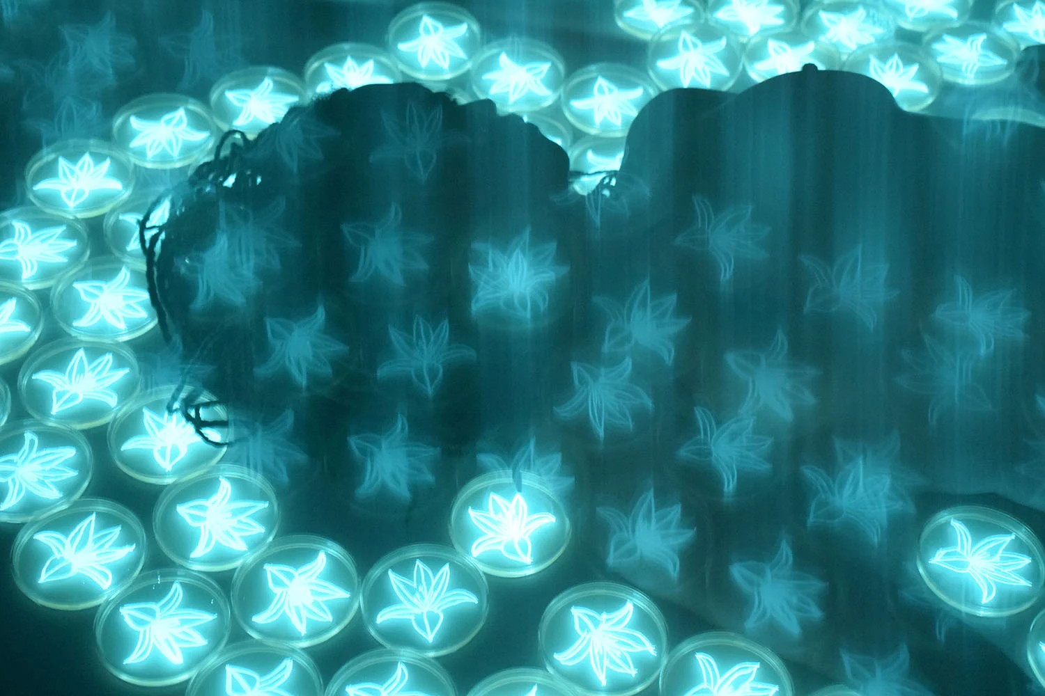 Floating Lilies