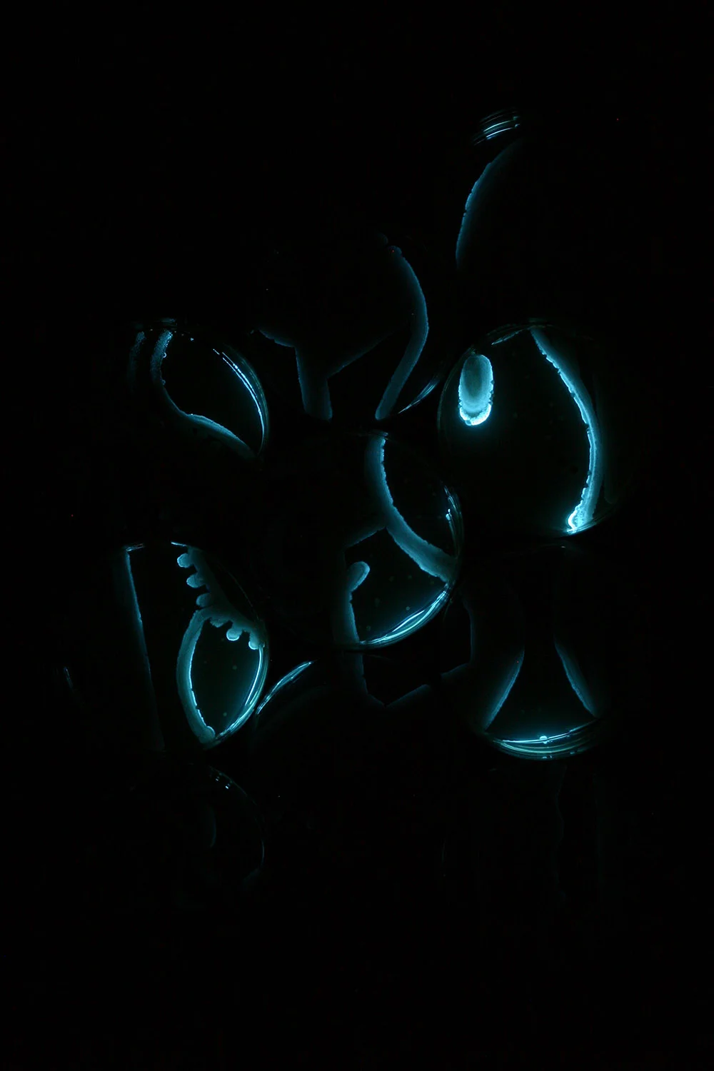 "Rabbit: Stage 2," photograph of drawing created with bioluminescent bacteria