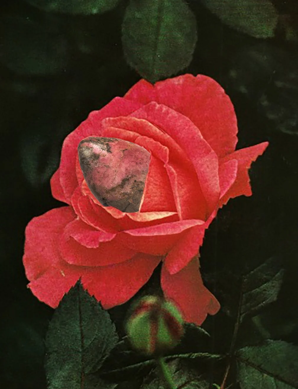 rosebud.jpg