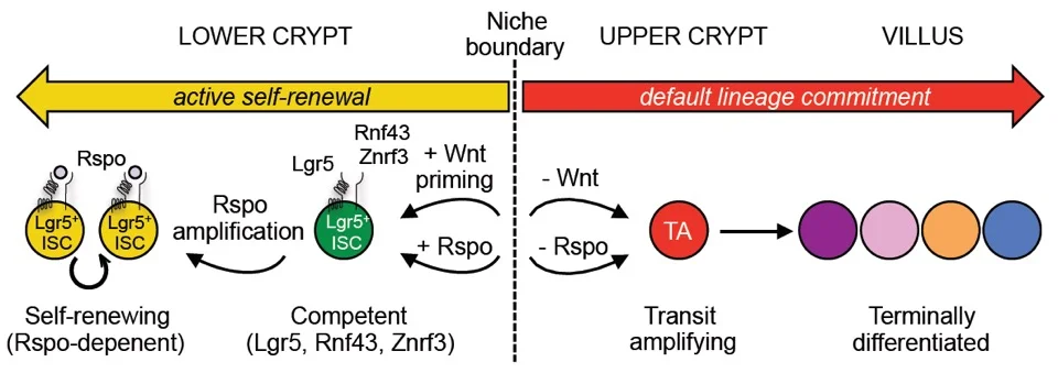 Non-equivalence of Wnt and R-spondin ligands during Lgr5+ intestinal stem-cell self-renewal. (Yan et al, Nature, 2017) Commentary: Huels DJ, Sansom OJ. R-spondin Is More Than Just Wnt's Sidekick. Developmental Cell . 2017 June 5; 41(5):456-458. PMID:28586642 . 