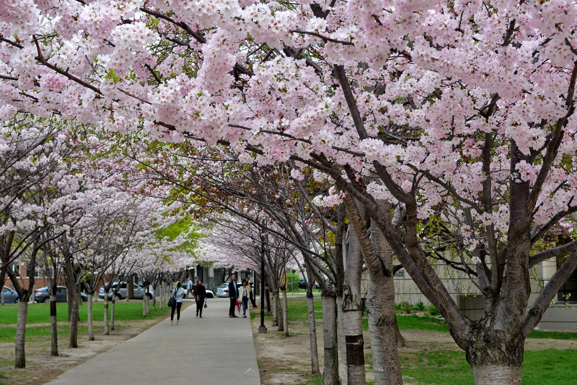 Cherry Blossoms in High Park Late-April, High Park While High Park is lovely year round, with its beautiful walking trails, dog park, and Zoo, it becomes a tourist and local haven in springtime, when the highly longed after Cherry Blossoms begin to bloom. Often considered the city's most spectacular springtime event, visitors await the beautiful explosion of pink and white flowers, anticipated to happen at the end of April.
