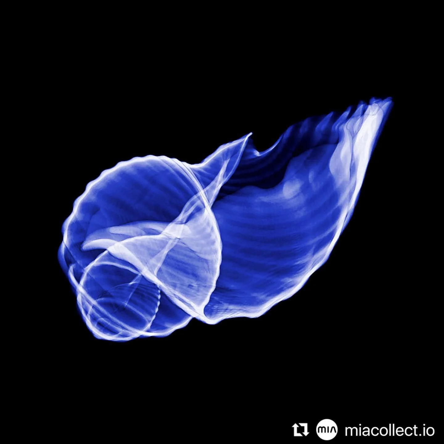 𝟭𝘀𝘁 𝗡𝗙𝗧 𝗱𝗿𝗼𝗽 @miacollect.io

MIA Advanced Visualization
Tonna Sulcosa
COLLECTION: Black Label
EDITION SIZE: 5

#nft #nftdrop #nftart #nftartwork #nftcollection #nftsstories #nftcommunity #nftartist #cryptoart #cryptoworld #blockchain #digit