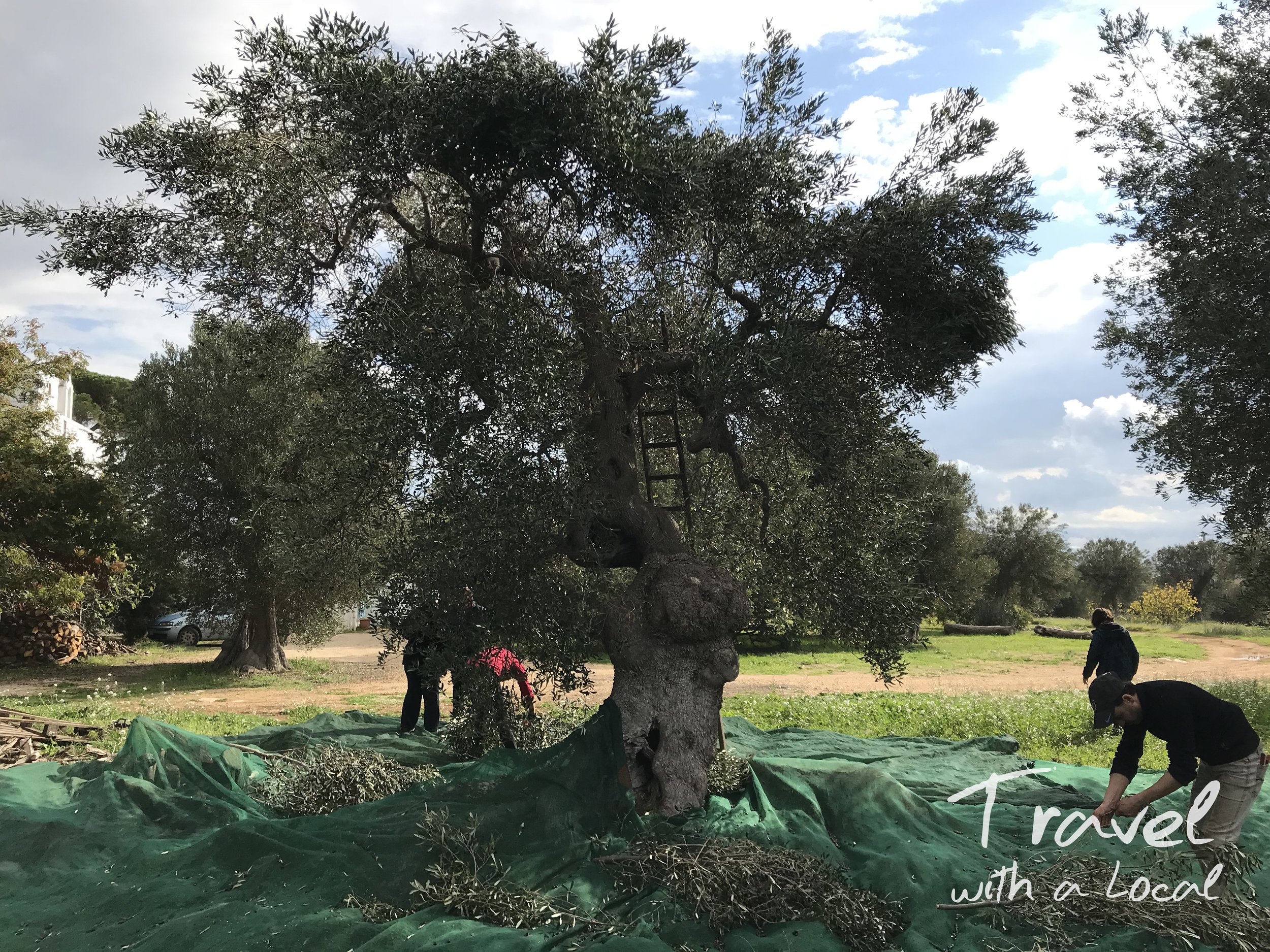 Cucina in massseria olive picking tree_TravelWithaLocal_Logo.jpg