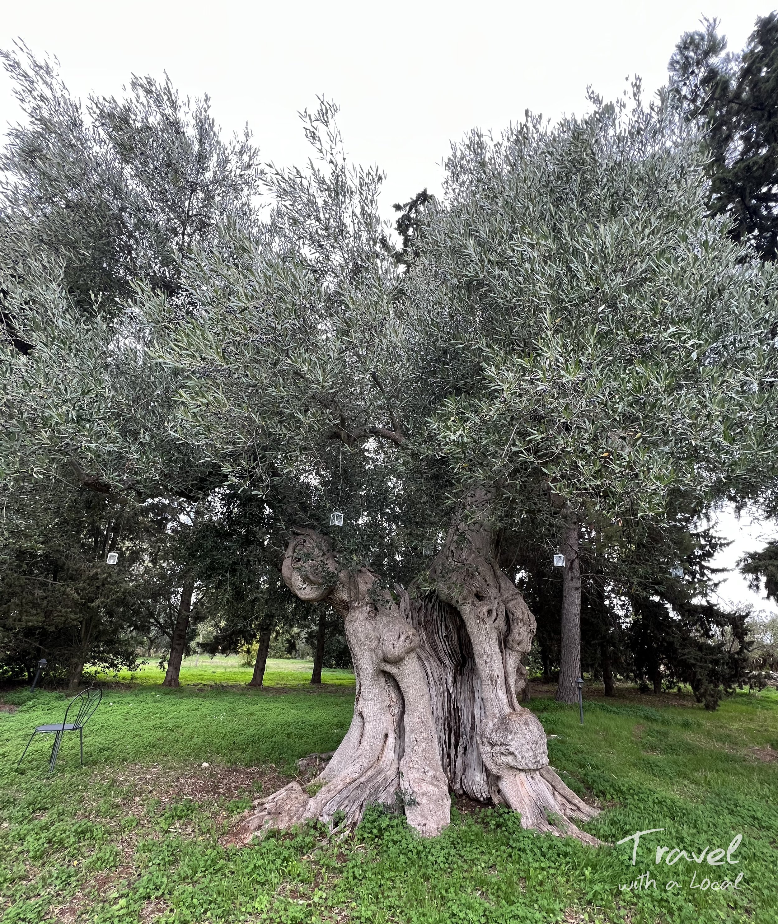Ancient puglia Olive tree .jpg