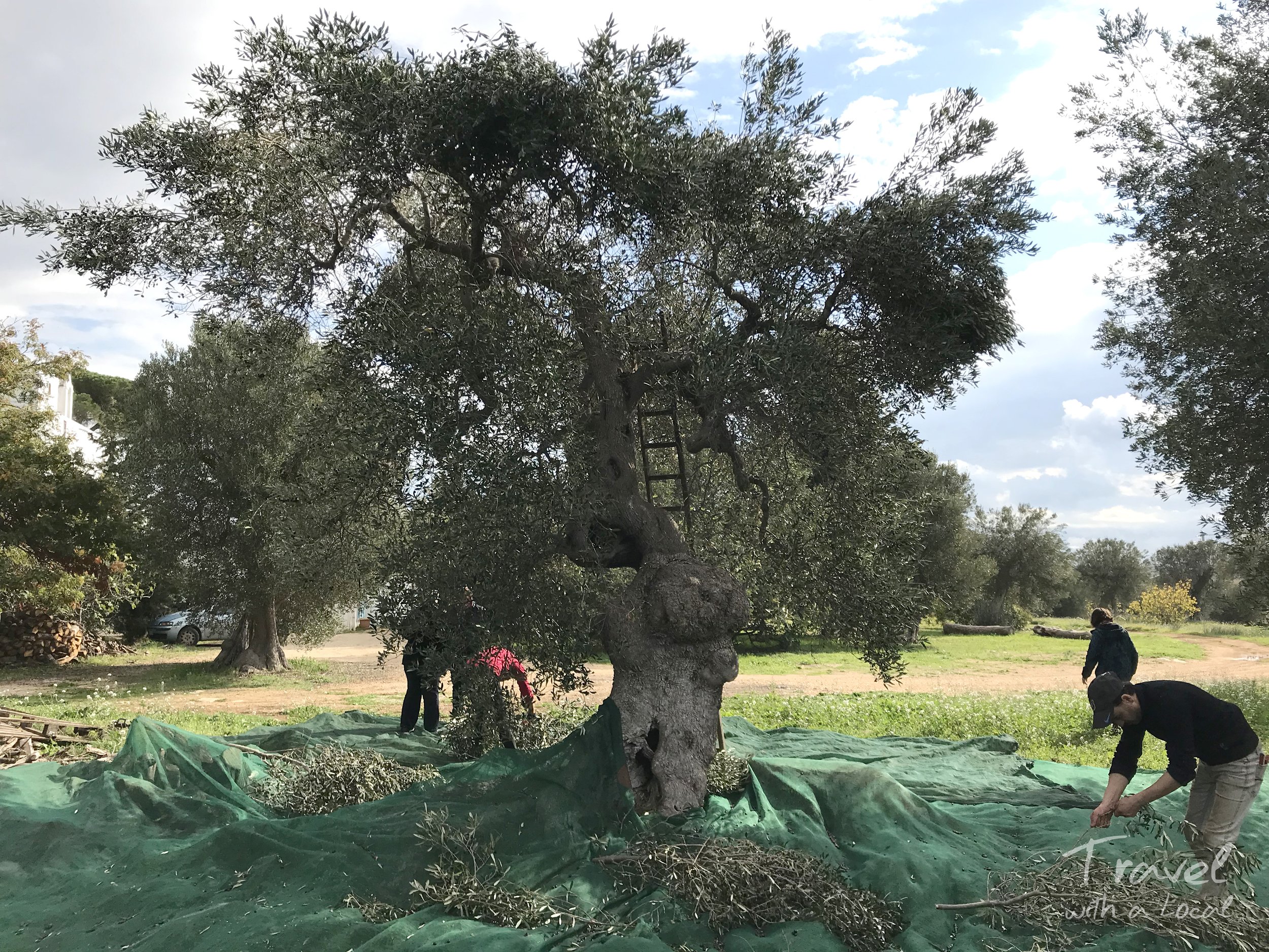 Cucina in massseria olive picking tree.jpg