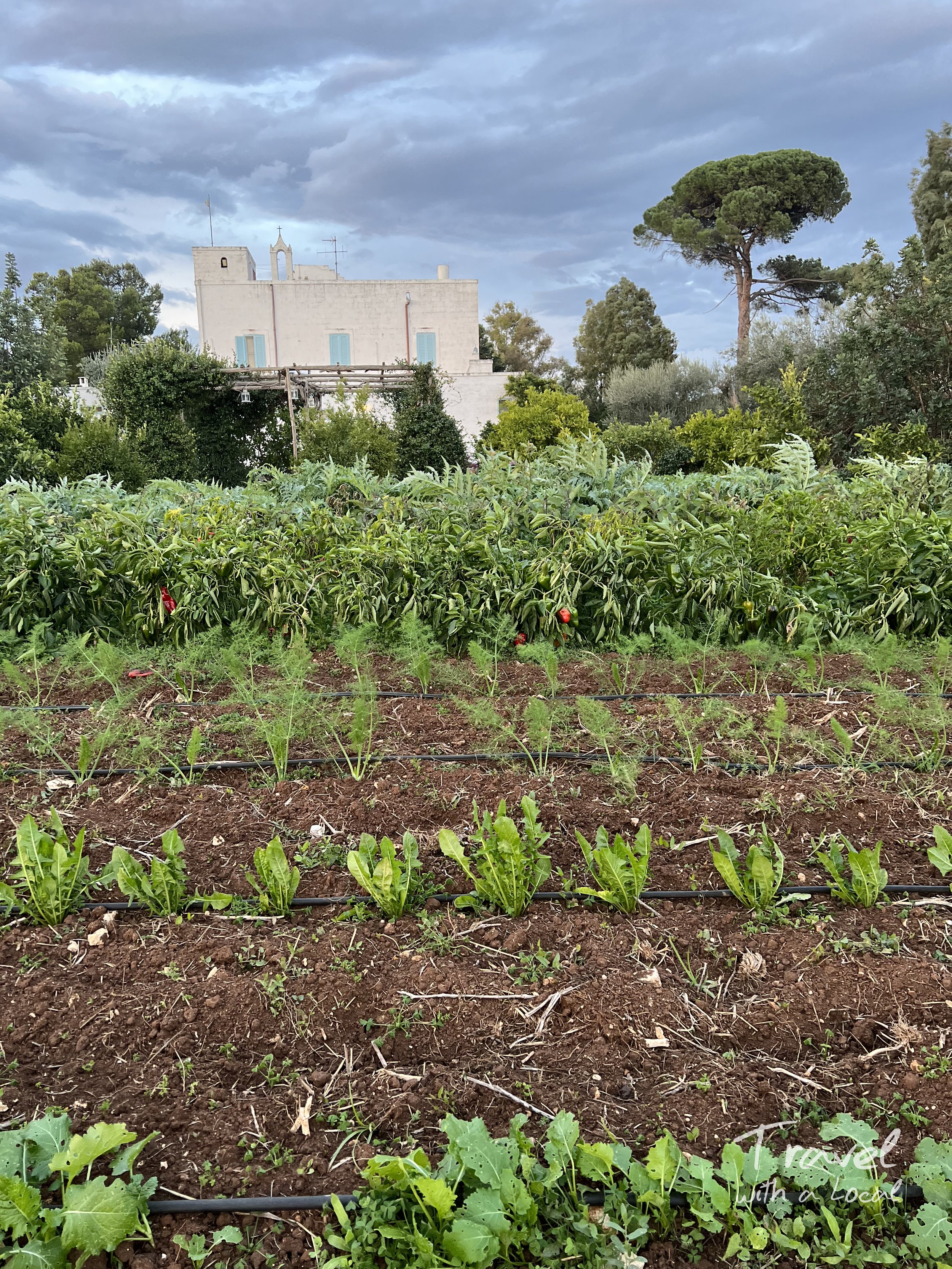 Masseria garden .jpg