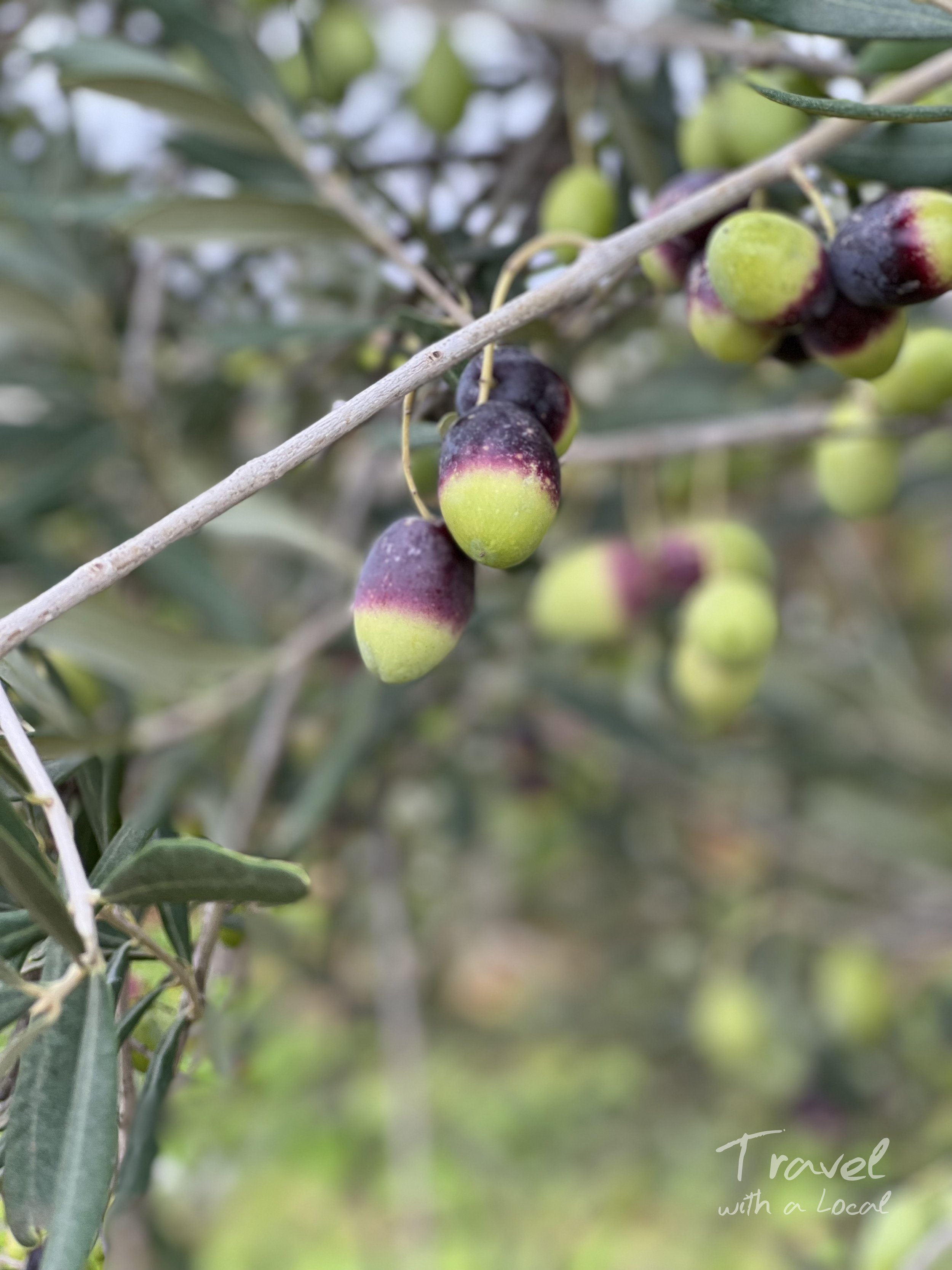 Olives puglia.jpg