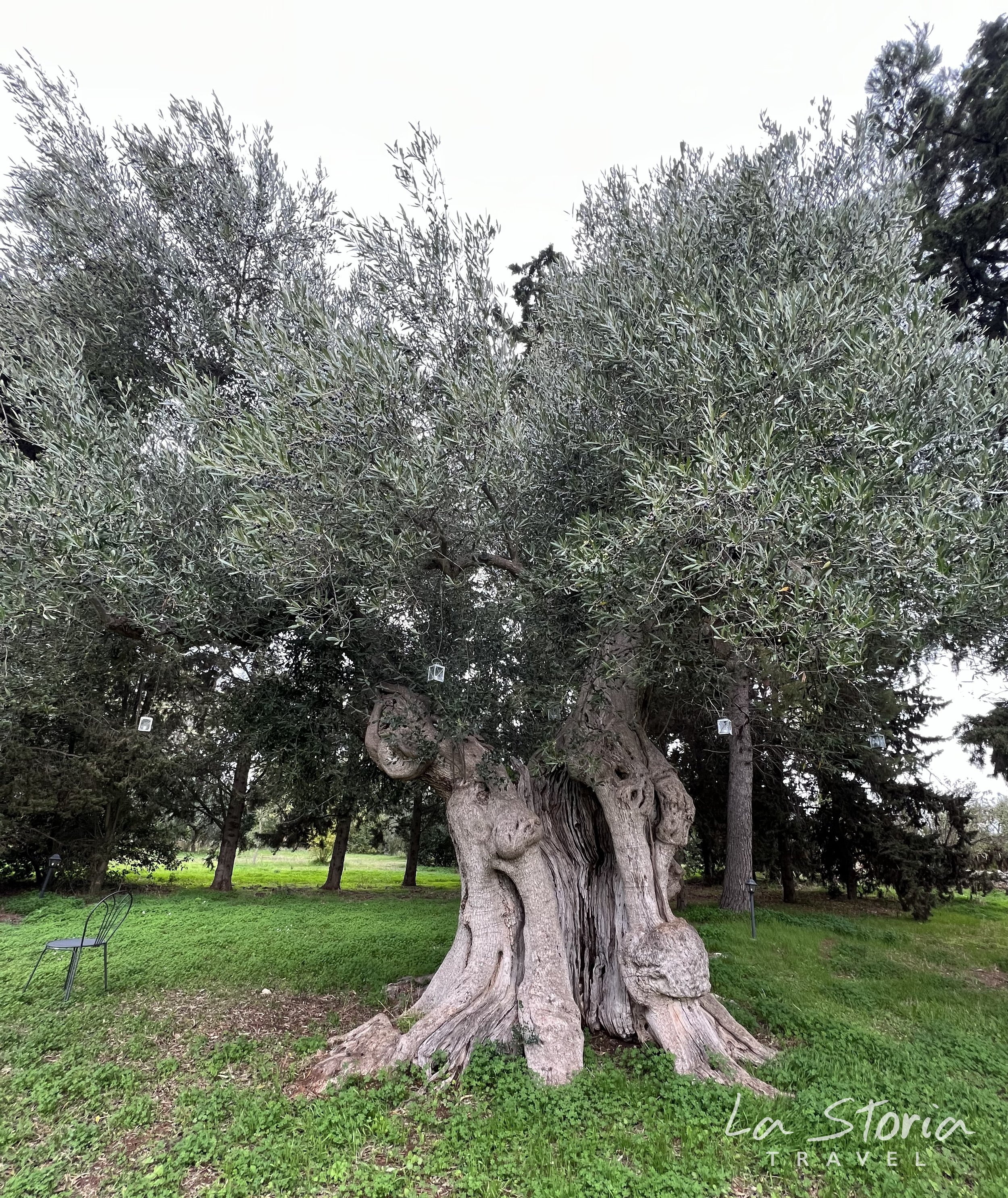 LaStoria_Watermark_Ancient puglia Olive tree .jpg