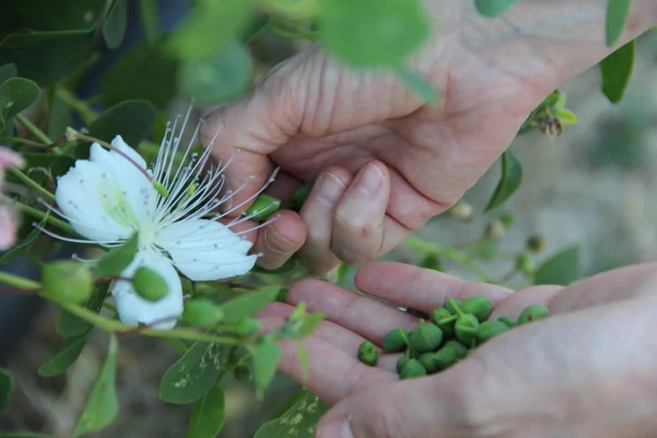 picking capers.JPG