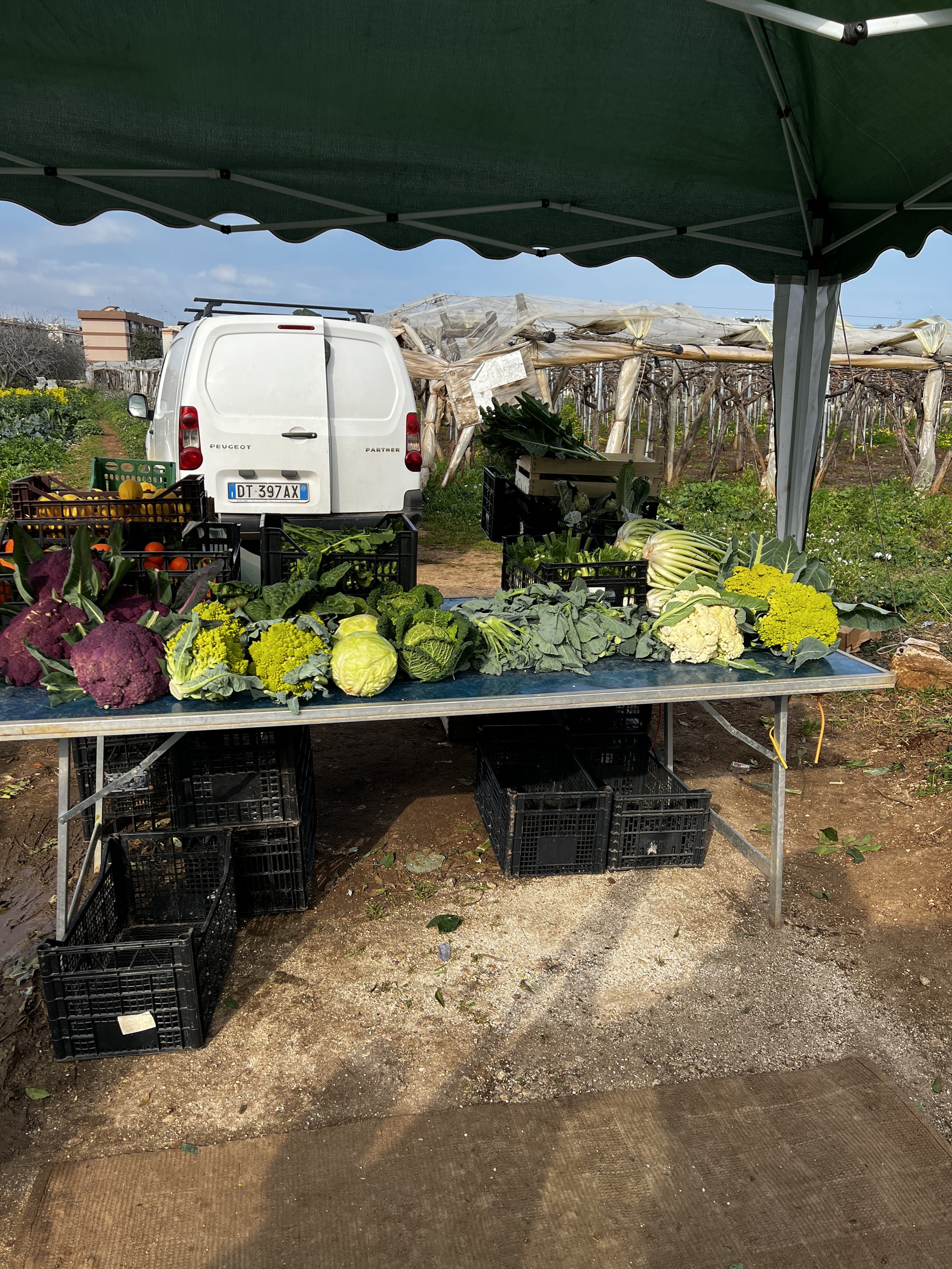 market side of the road mola.jpeg