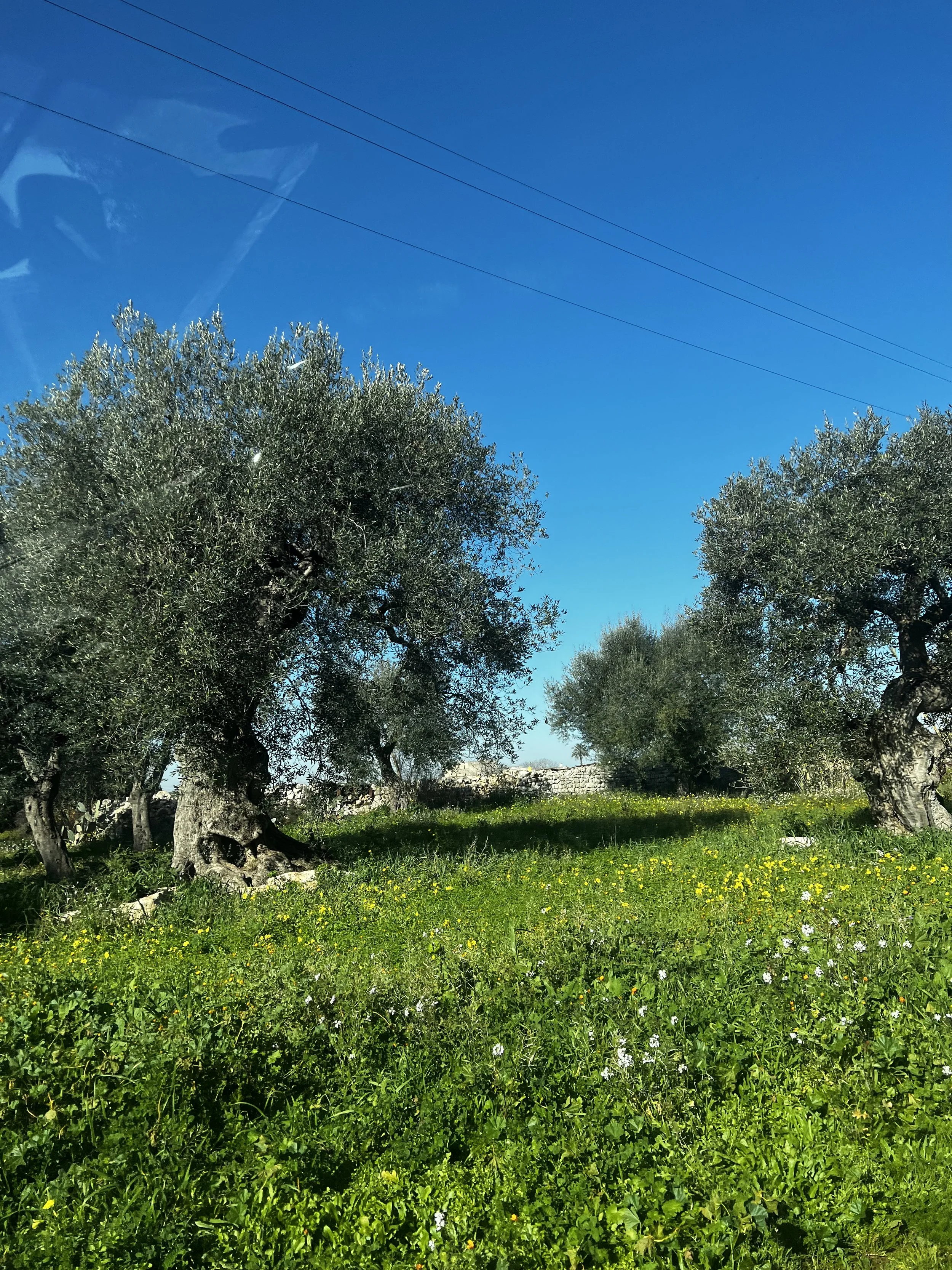 trees & sun rita.jpeg