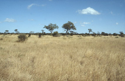 West African Savanna