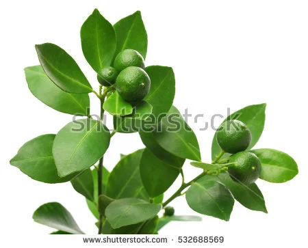 Calamondin Tree with fruit