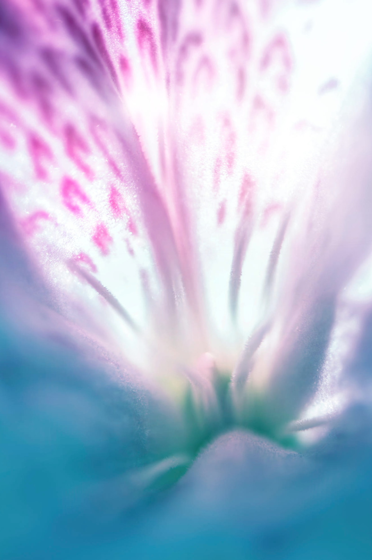 Screen Shot 2017-07-06 at 2.20.20 PM.png