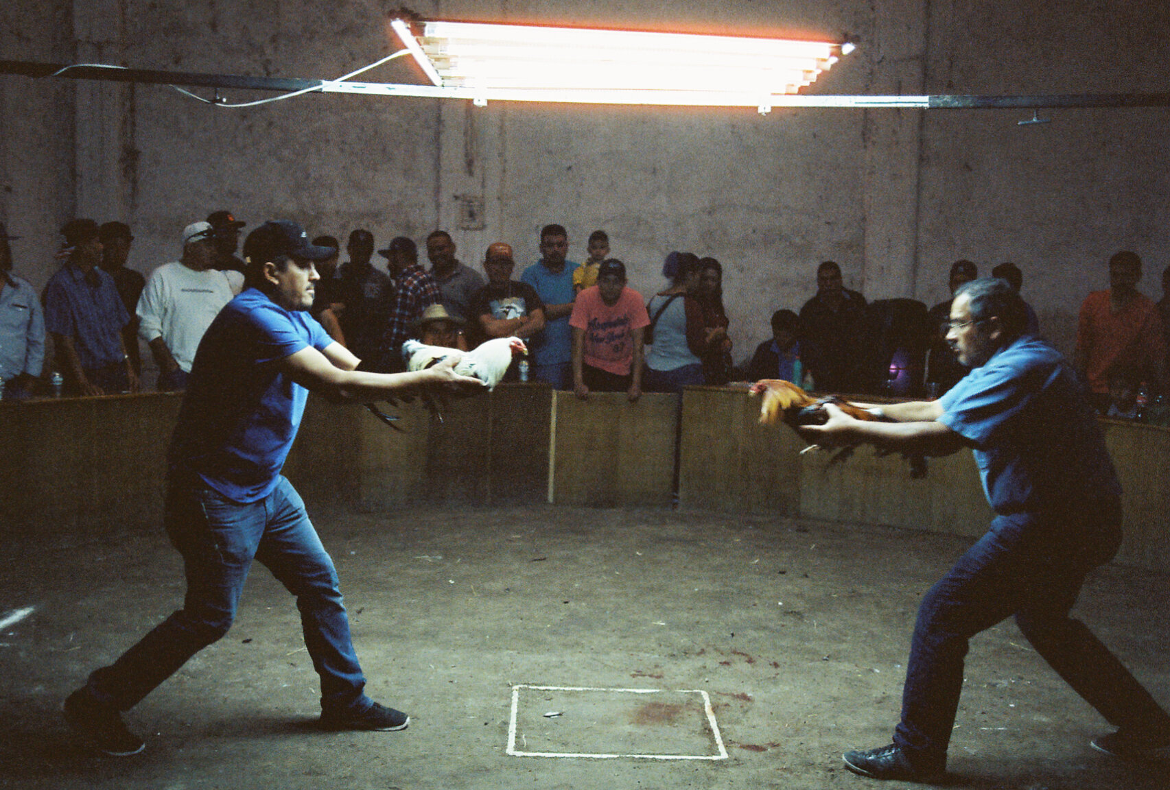 cockfighter-2.jpg