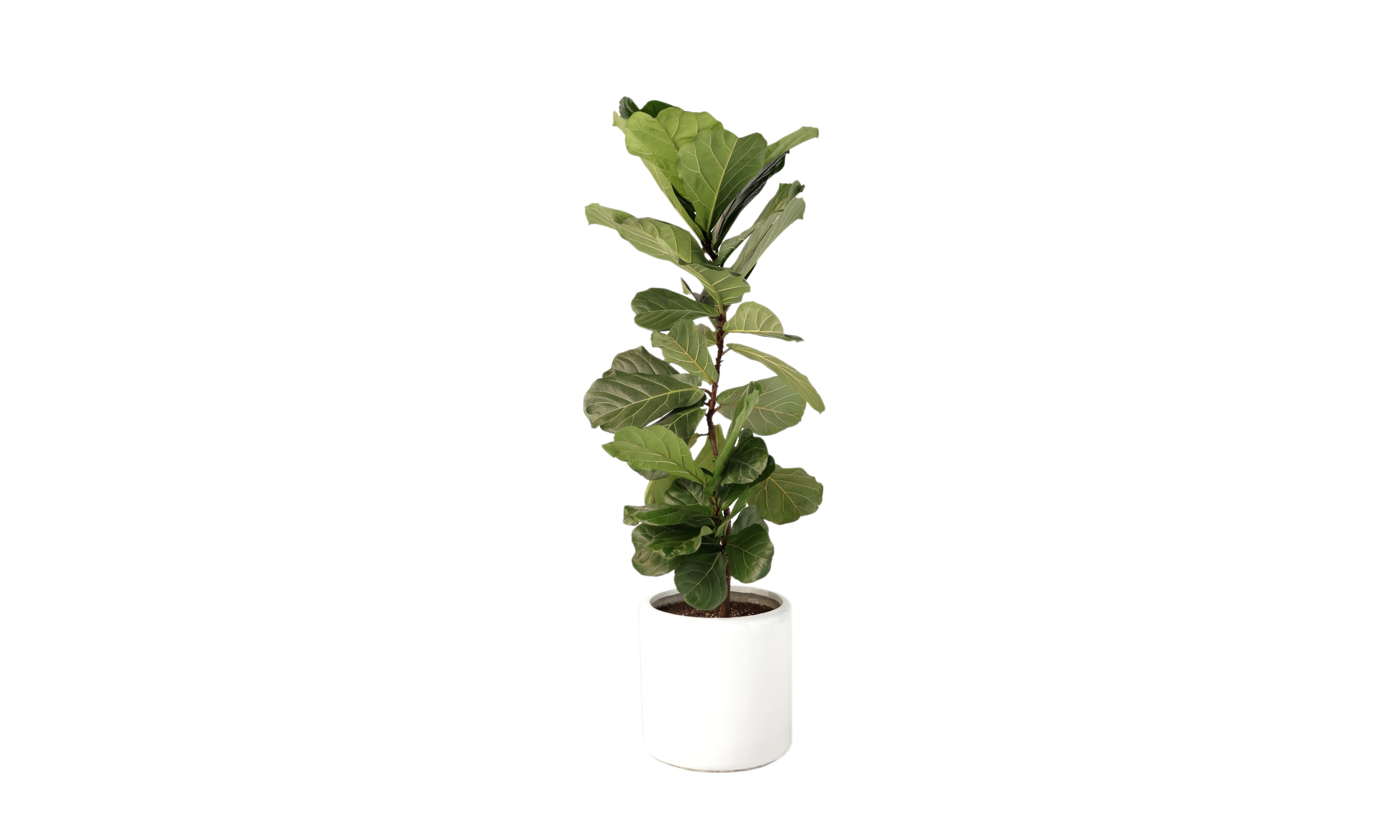fiddle leaf (large)