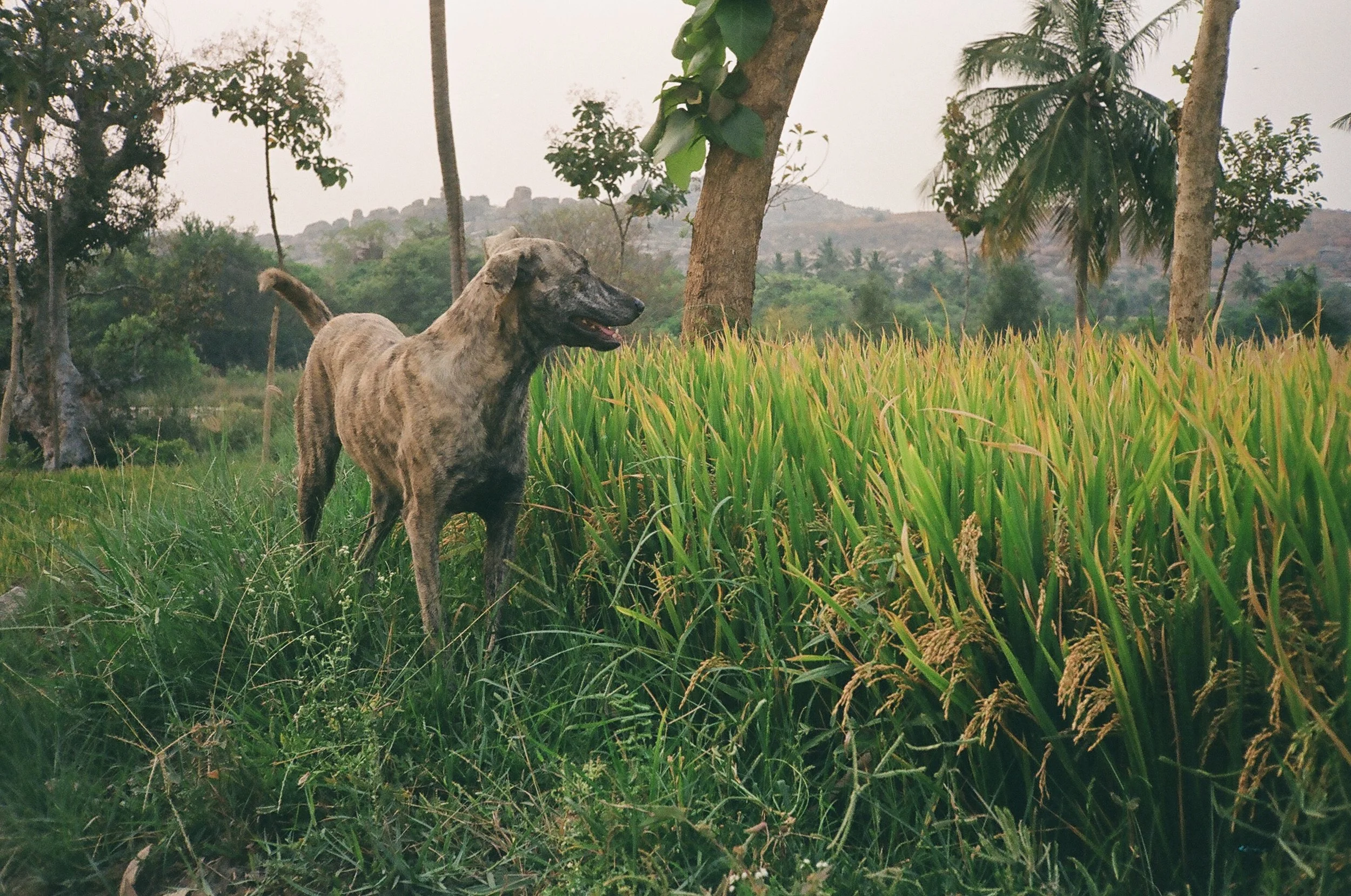 dog_india_eagertourist.jpg