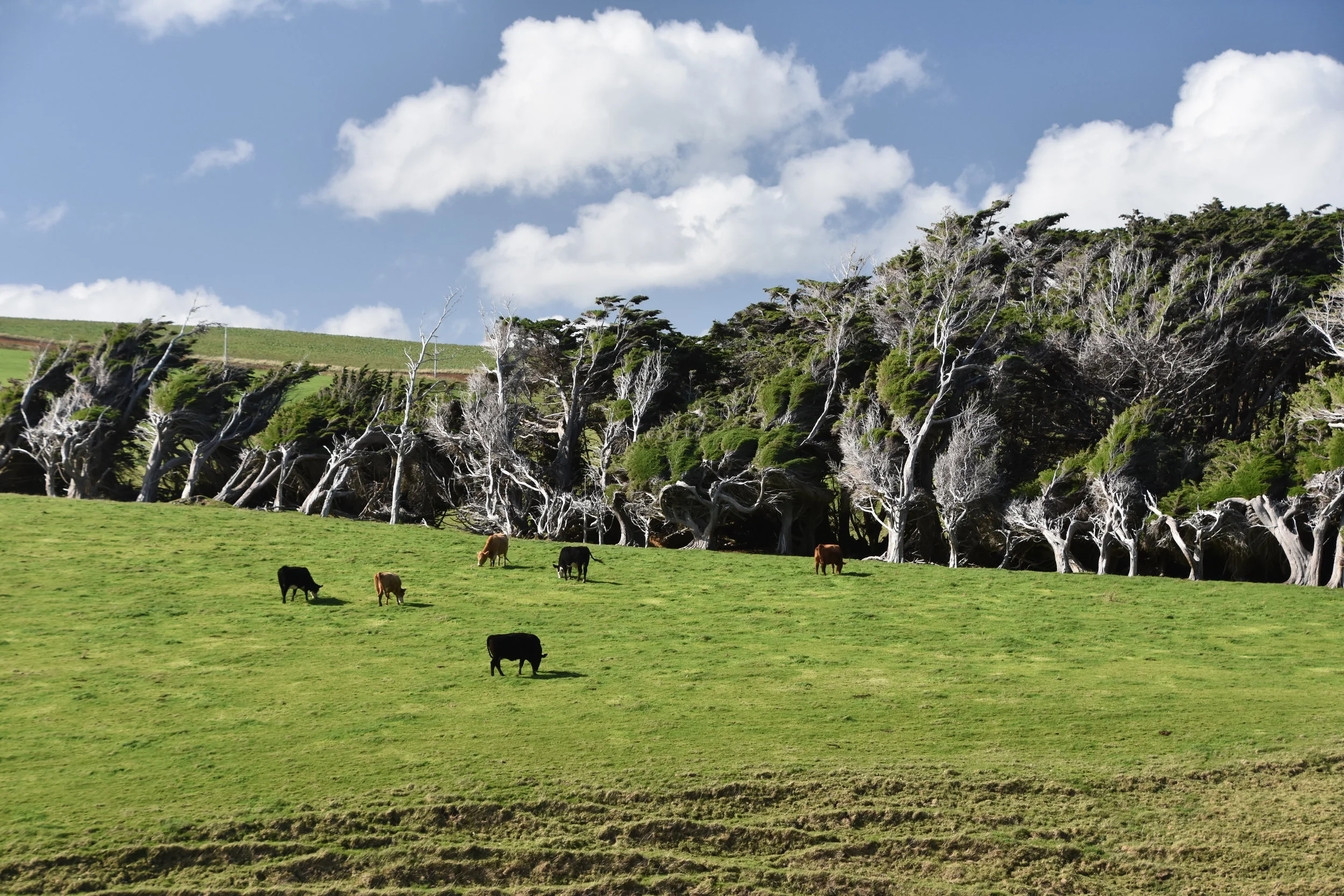 New Zealand