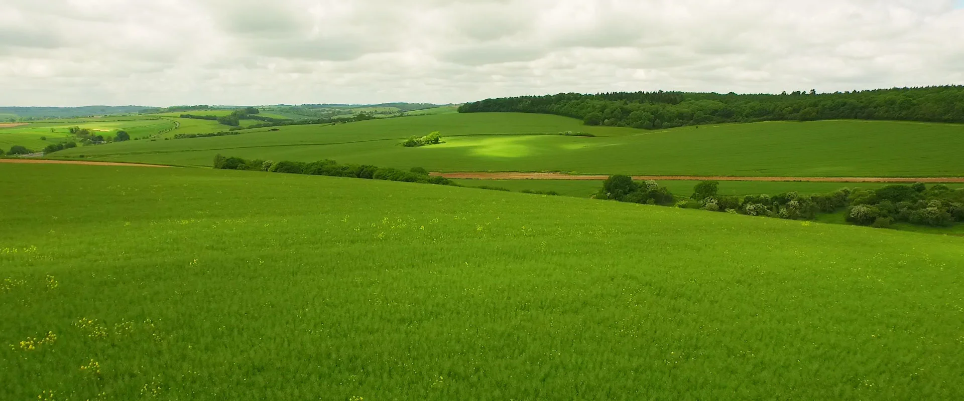 Green-footprint-3.jpg