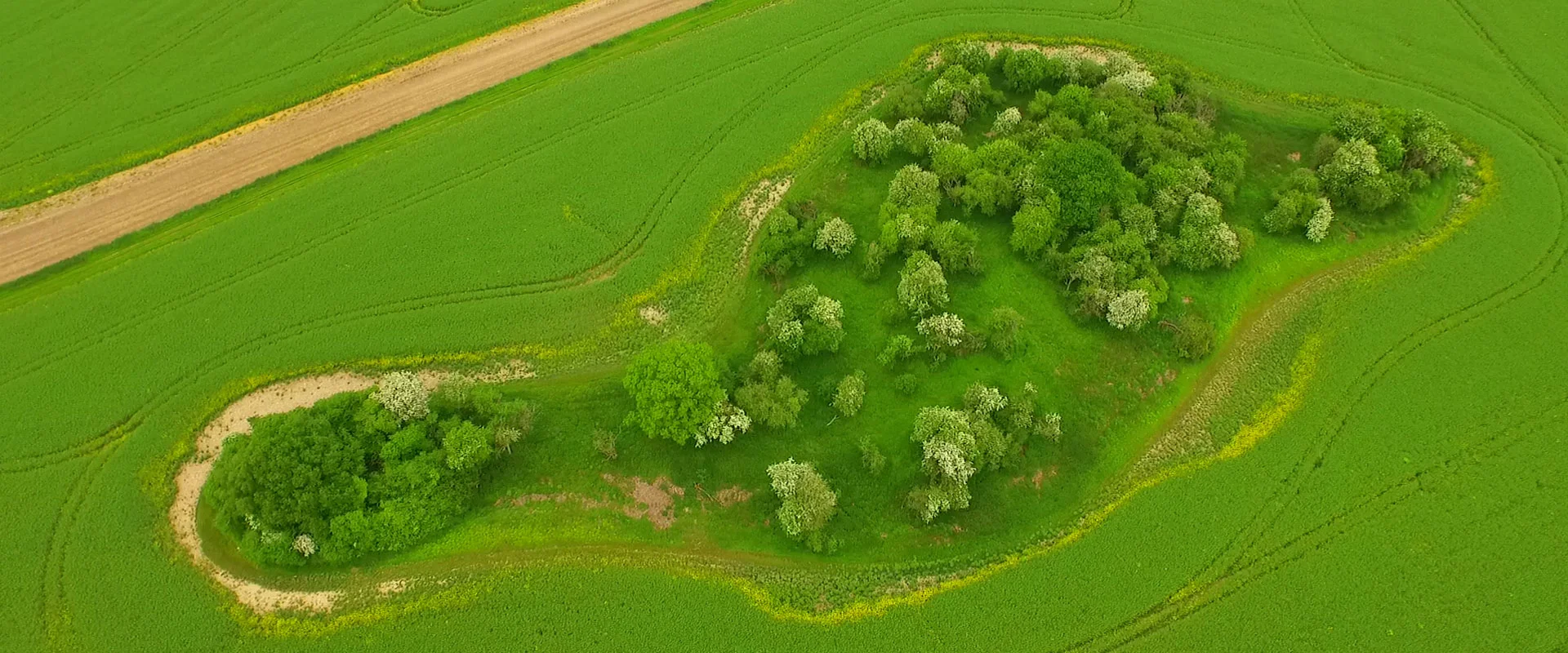 Green-footprint-8.jpg