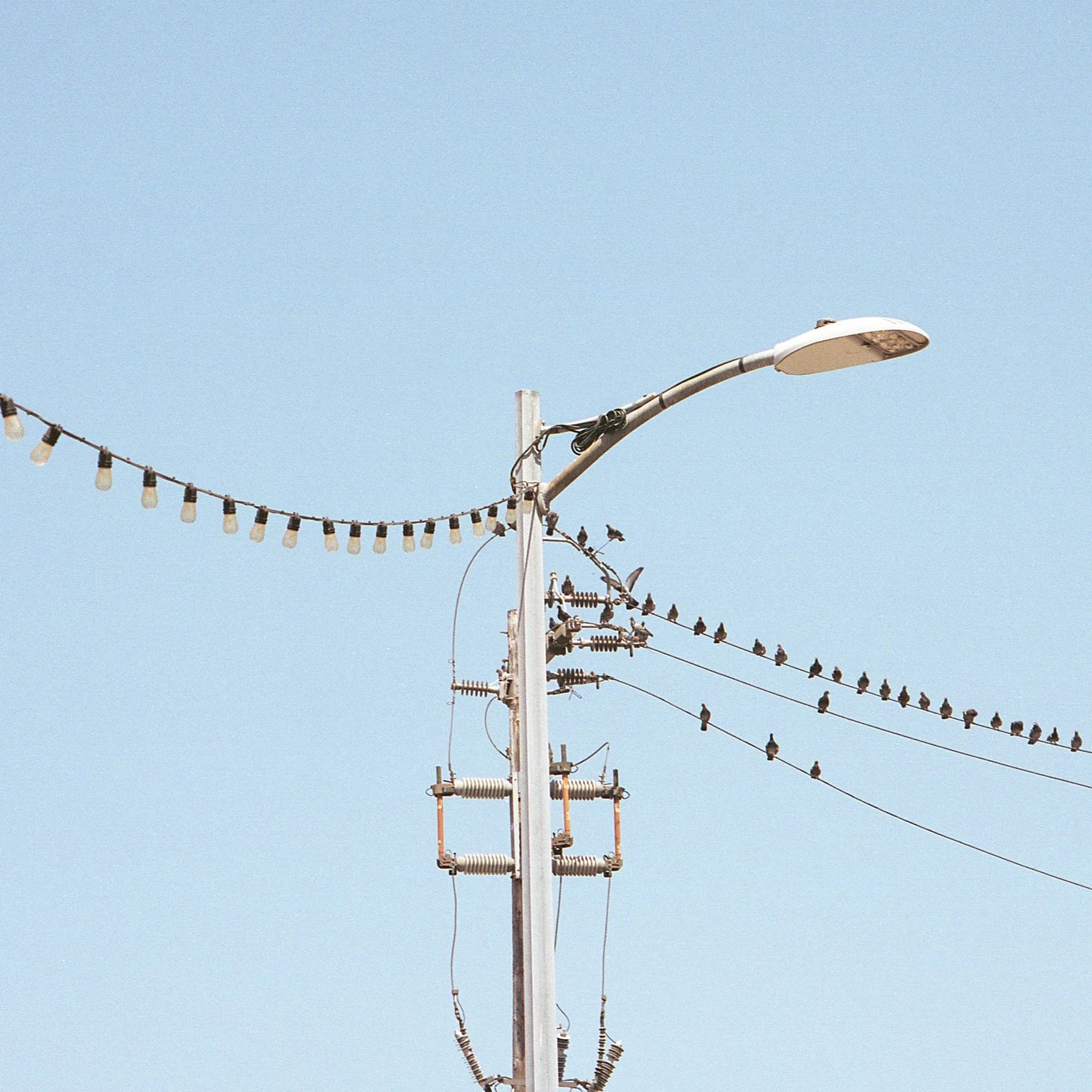 lights n birds_cropped.jpg