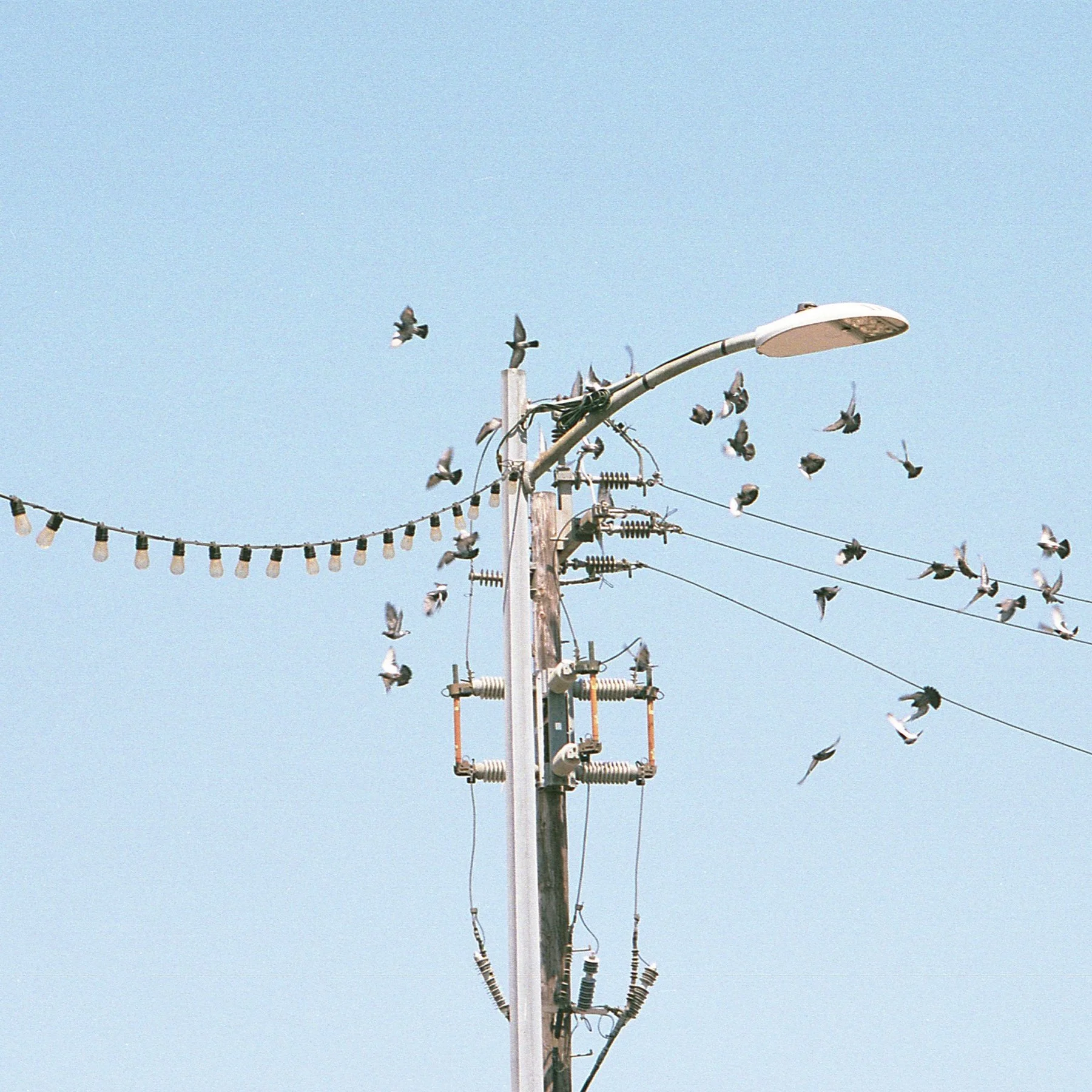lites n birds 2_cropped.jpg