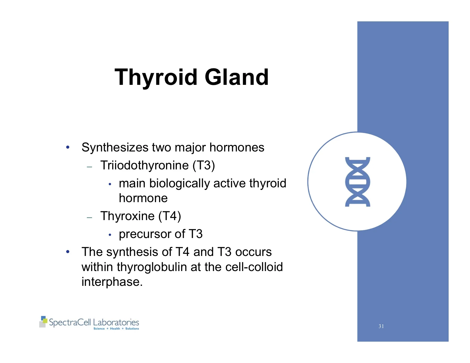Autism and Thyroid slides 31.jpg