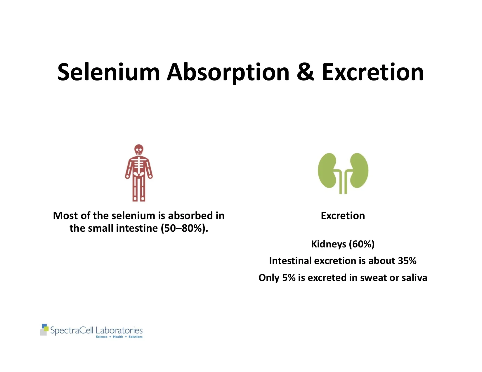 Autism and Thyroid slides 43.jpg